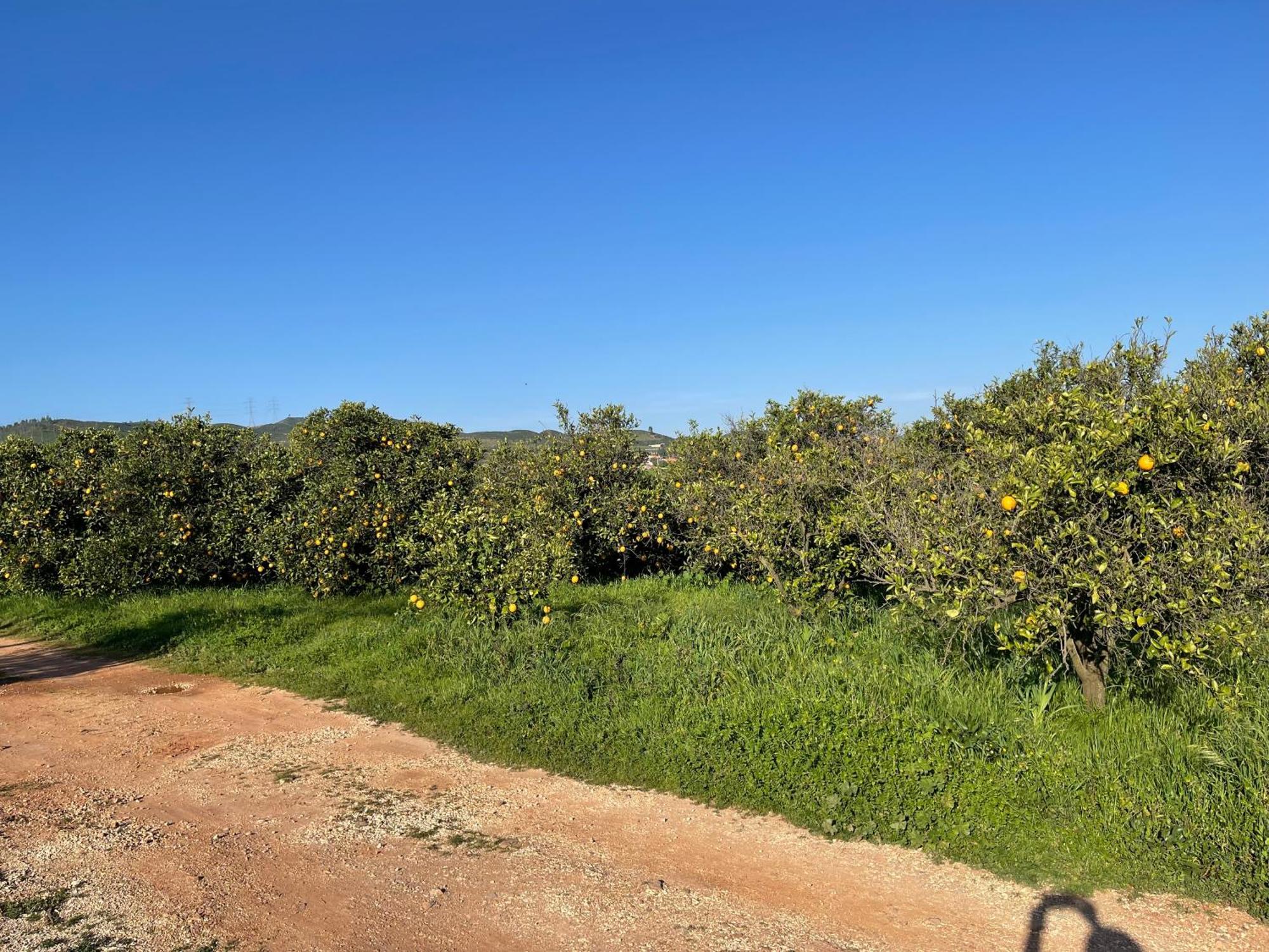 Orange Grove Residence Silves Extérieur photo
