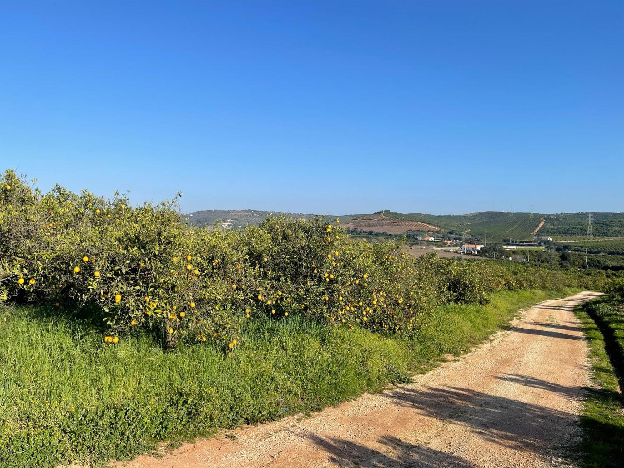 Orange Grove Residence Silves Extérieur photo