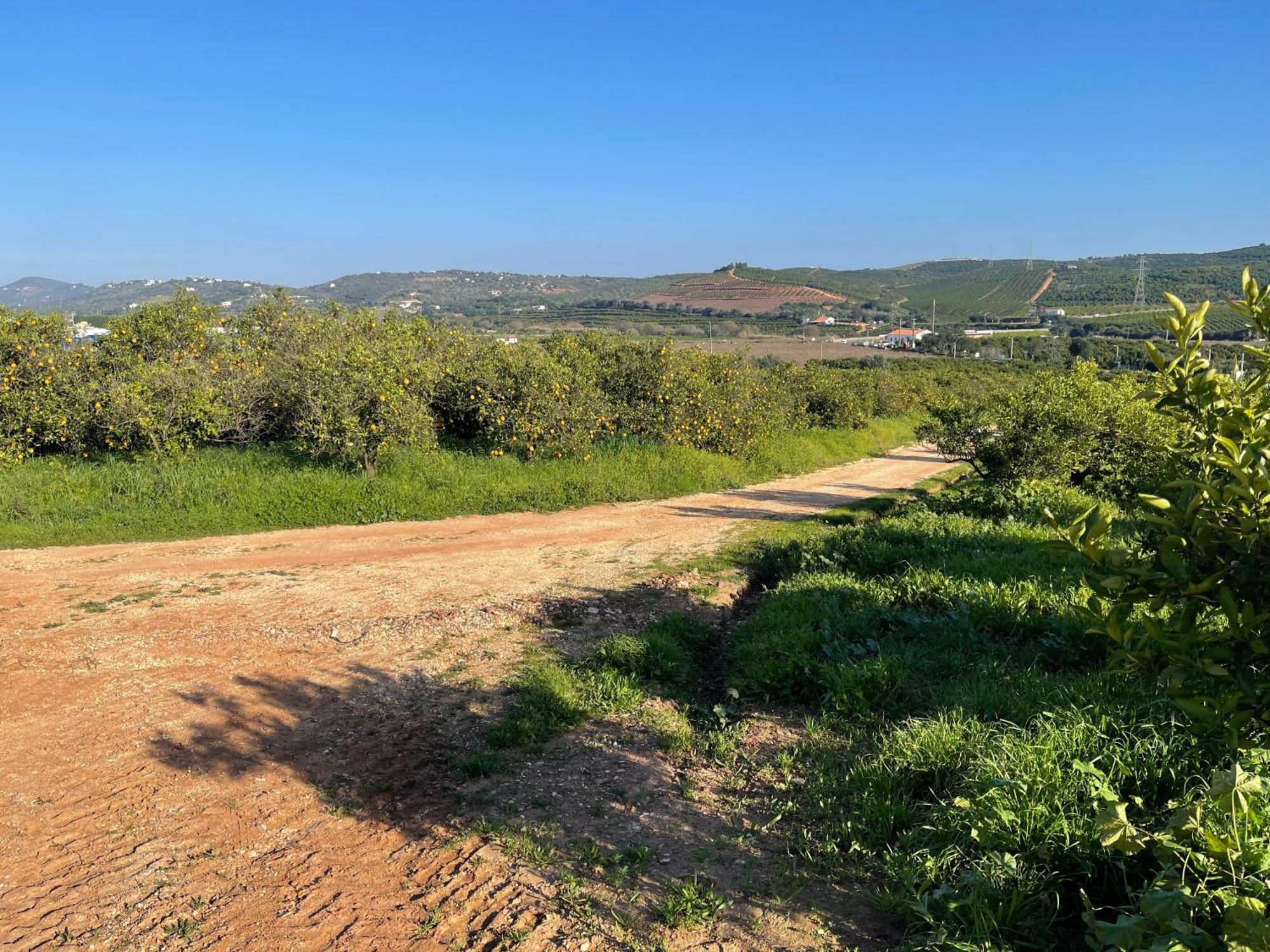 Orange Grove Residence Silves Extérieur photo